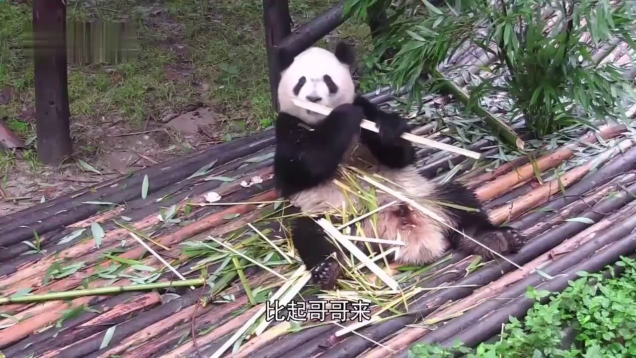 The simple happy returnee panda's name is A Bao 34