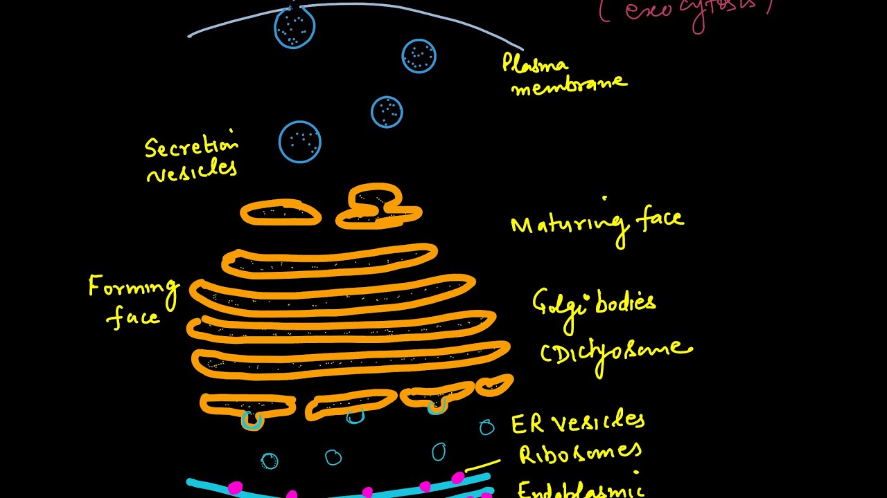Endomembrane system_Endoplasmic reticulum,Golgi bodies,Vacuoles,Lysosomes#NCERT#NEET#Cell