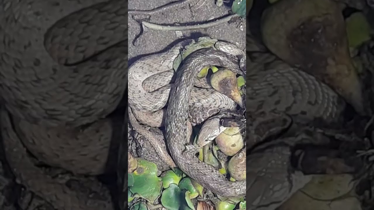 Wild snakes hunt animals in nature