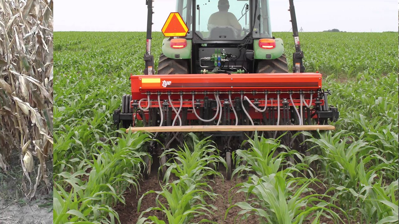 Interseeding cover crops into corn in Wisconsin: Can it work?
