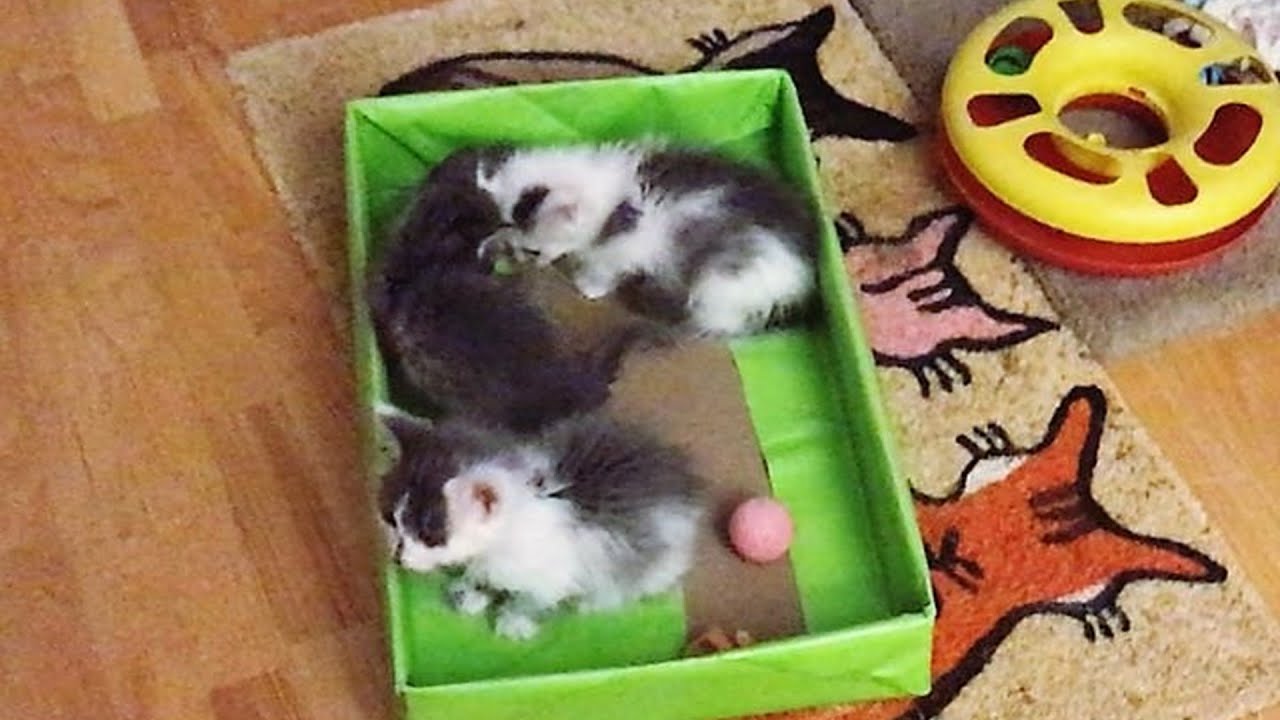Rescue 3 Tiny Kittens Who Are So Active and Playful