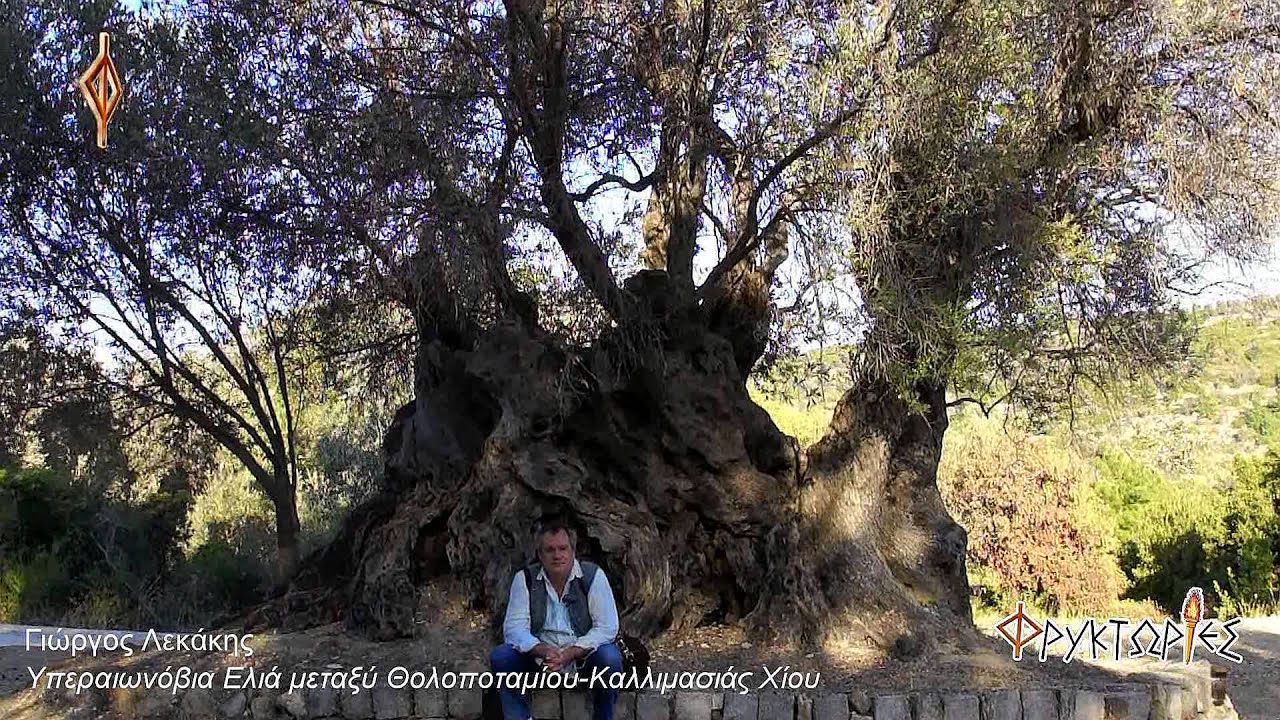 Δυο αρχαιόδενδρα της Χίου.