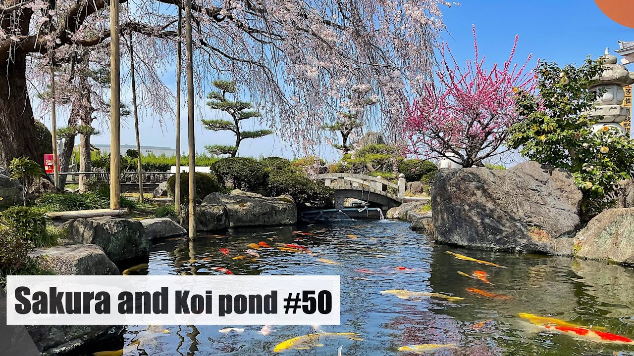 Japanese cherry blossoms and Koi pond(Komaki, Aichi)桜と鯉の池（小牧、愛知）