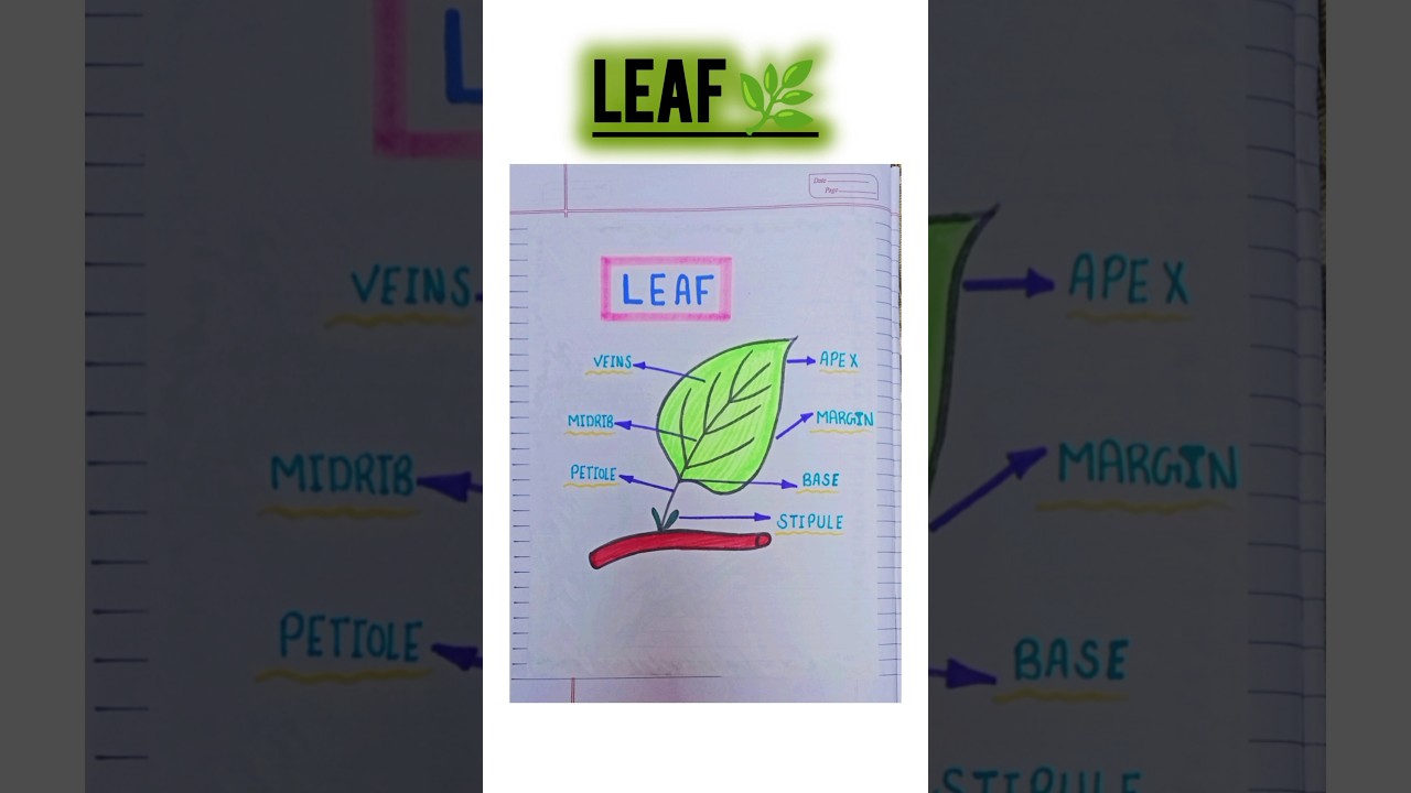 Parts of a leaf diagram || Stem-and-Leaf Diagram || Parts of a Leaf #shorts #shortsfeed #ytshorts