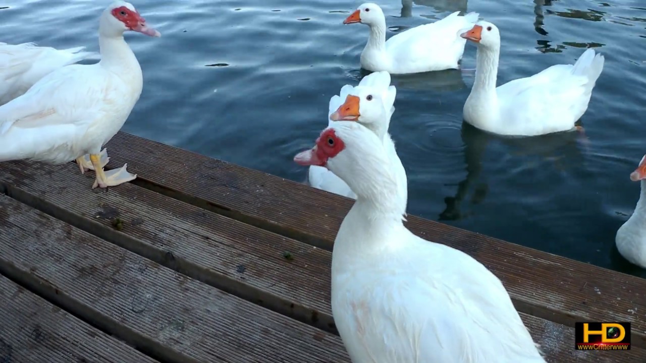 PATOS OCAS GANSOS