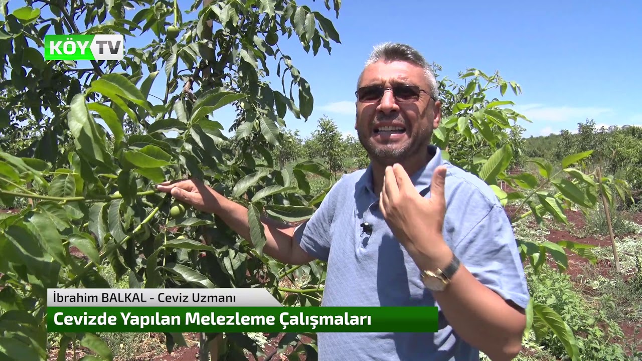 Cevizde Melezleme (Çaprazlama) Çalışmaları 1. Bölüm