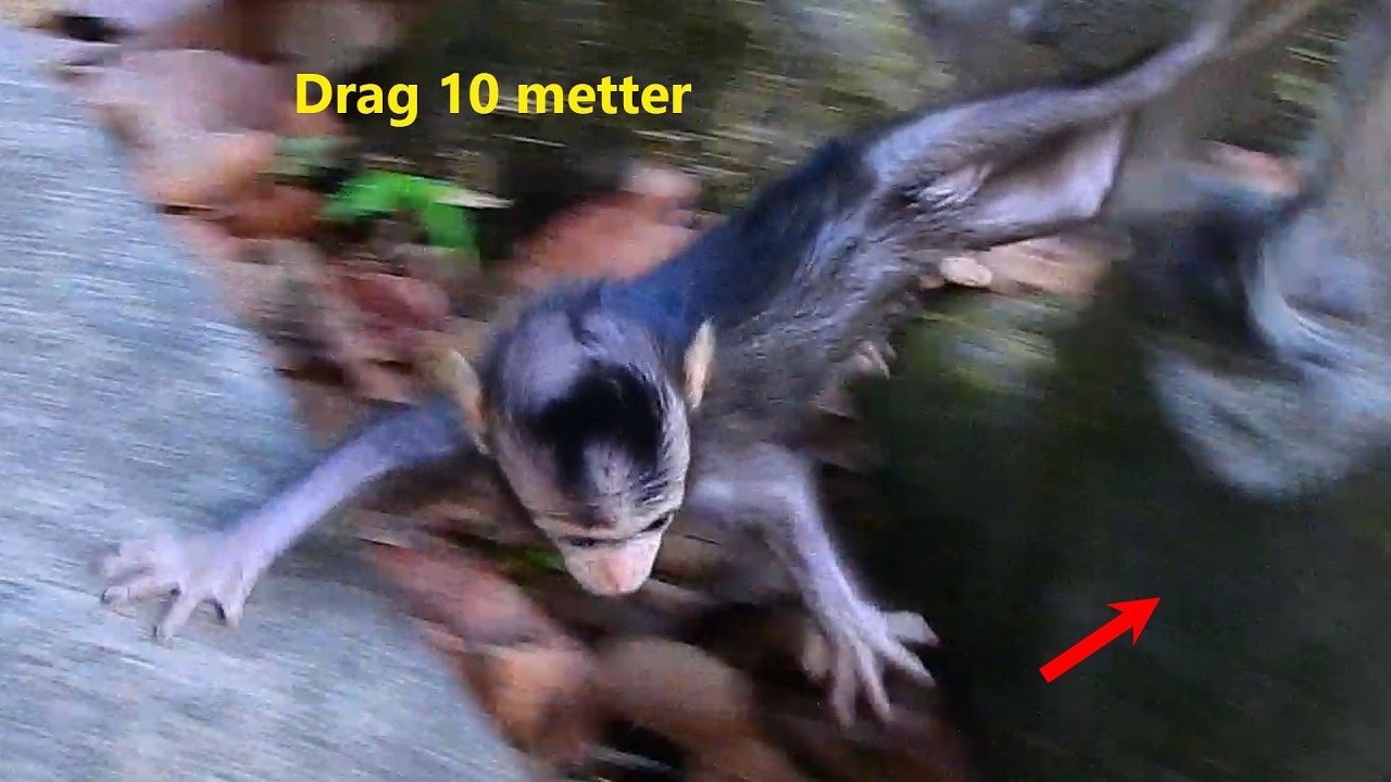 Unexpected thing! Young AMAYA doesn`t attention c@rry her baby to cross stone, AVERY can`t pr\otest