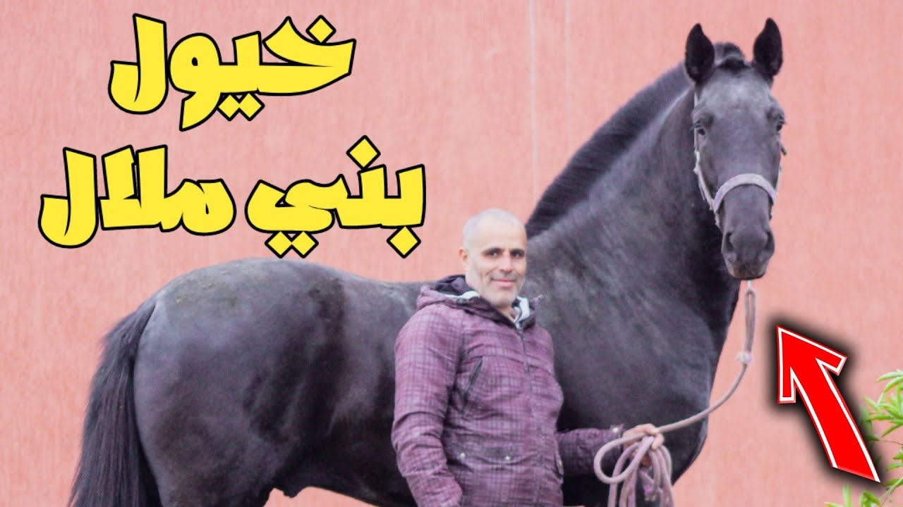 مشيت شفت المليح في إسطبلات الأخ مصطفى الحدايدي بمدينة بني ملال 🇲🇦 أجيو تولعوا معانا