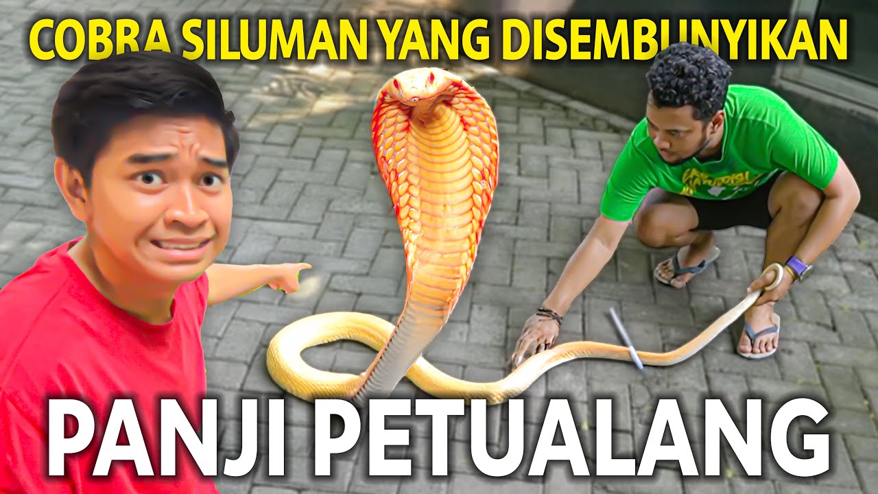 COBRA SILUMAN MISTIS YANG SELAMA INI DISEMBUNYIKAN @PANJIPETUALANG_REAL AKHIRNYA DIKELUARIN!