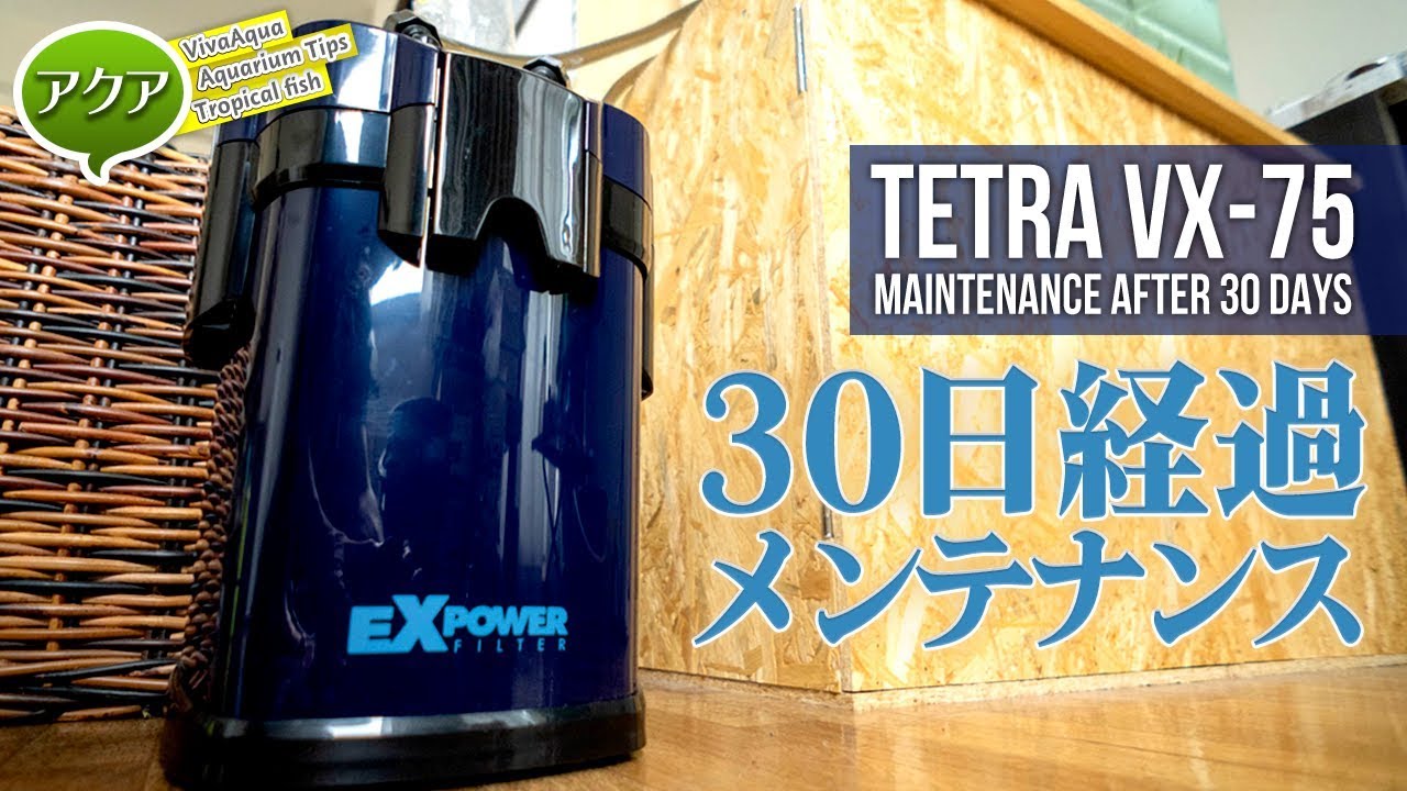 １ヶ月分の汚れ！外部フィルターメンテナンス Tetra VX-75 #アクアリウム 【ビバアクア】