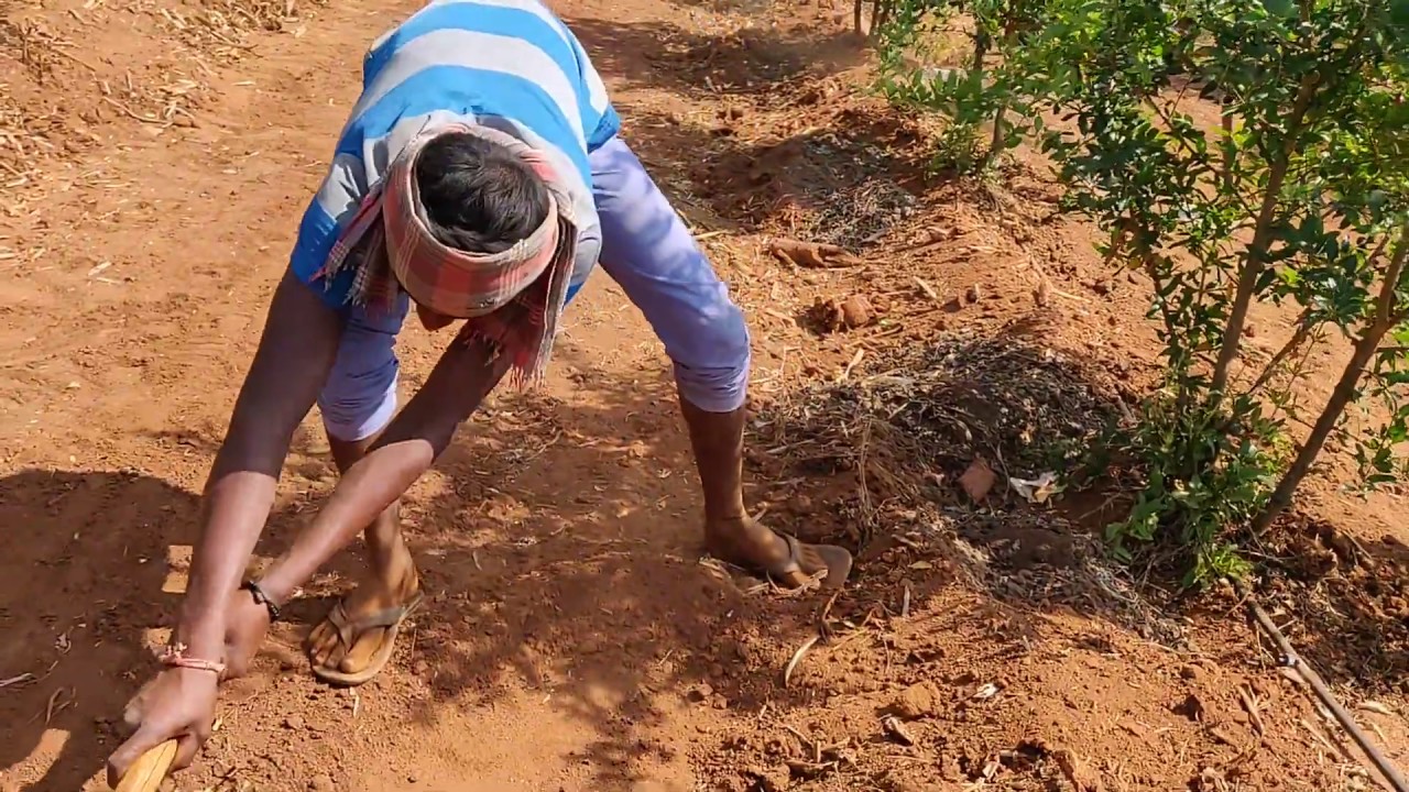 Raising beds for pomegranate orchard