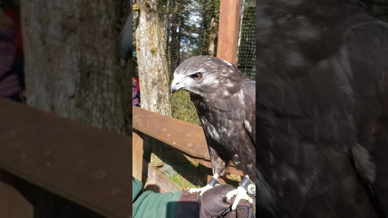 What's Kily's favorite food? (Harlan's Red-tailed Hawk)