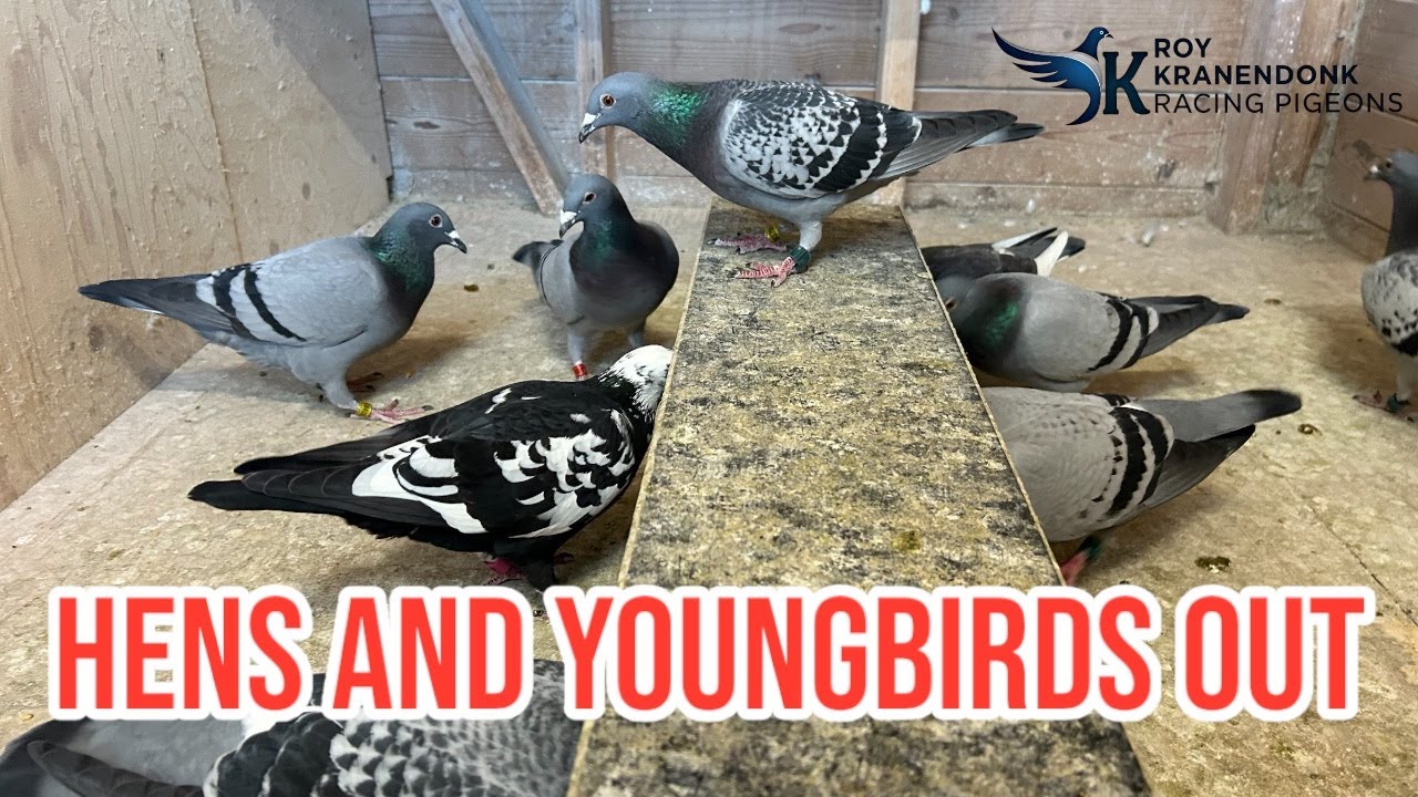Hens and Youngbirds out | Birds in Bath | Racing Pigeons |