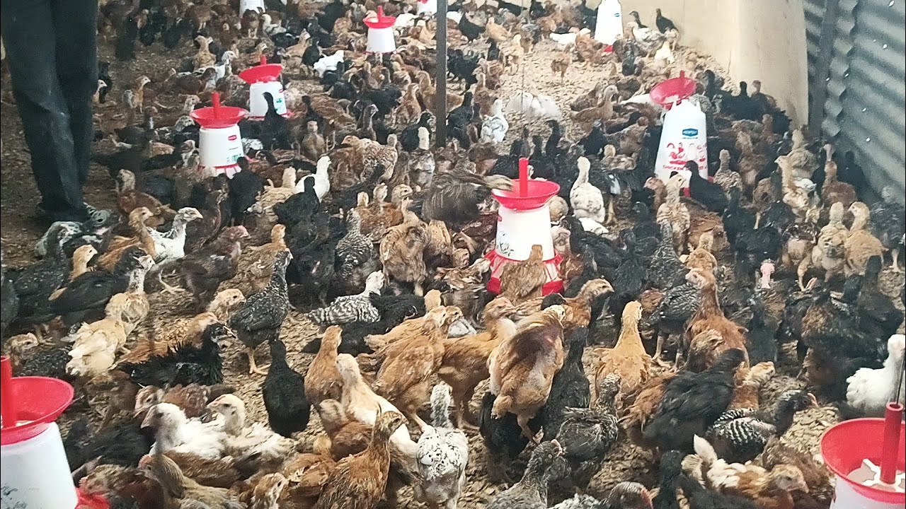 Fist time experience from bishop amazing kuroiler breed  // growth rate of kuroiler in western kenya