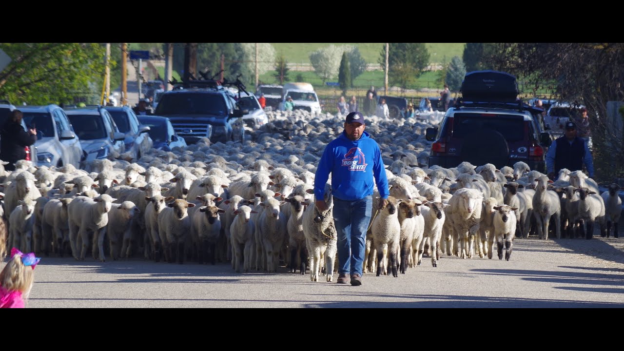 Drone footage of annual sheep crossing in Eagle, Idaho