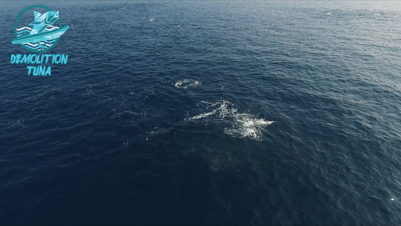 DRONE fishing bluefintuna - Amazing footage