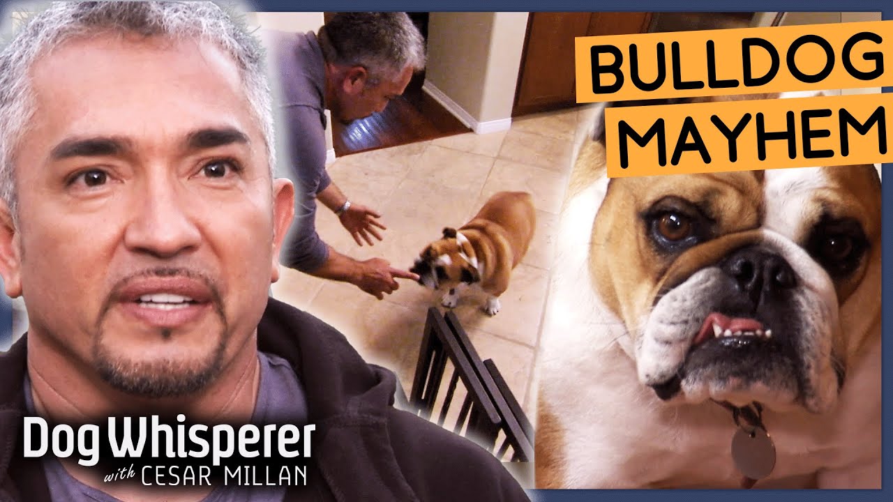 Hyperactive Bulldog Has No Boundaries! | Season 8 Episode 3 | Dog Whisperer With Cesar Millan