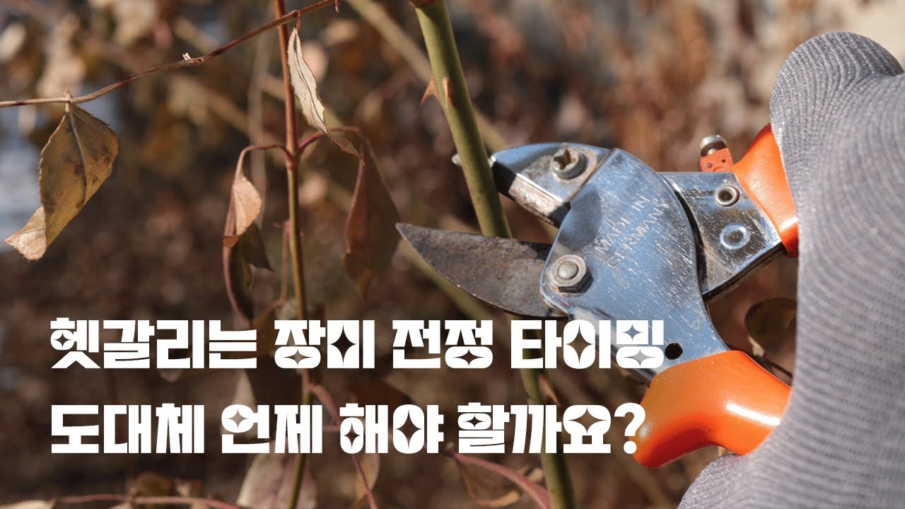장미 가지치기, 달력만 믿지 마세요. 두 가지만 기억하면 됩니다.