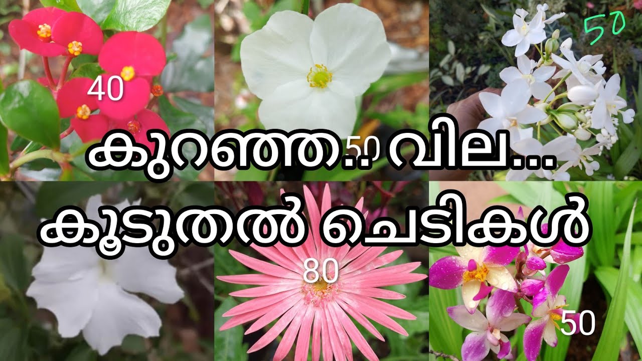 കുറഞ്ഞ വിലയിൽ #കൂടുതൽ ചെടികൾ @villagelife74 