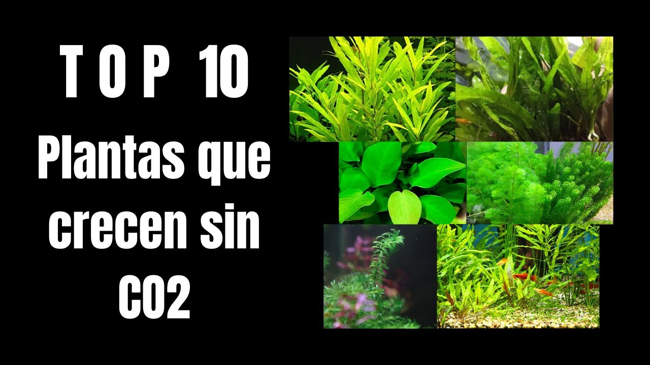 10 PLANTAS QUE NO REQUIEREN CO2