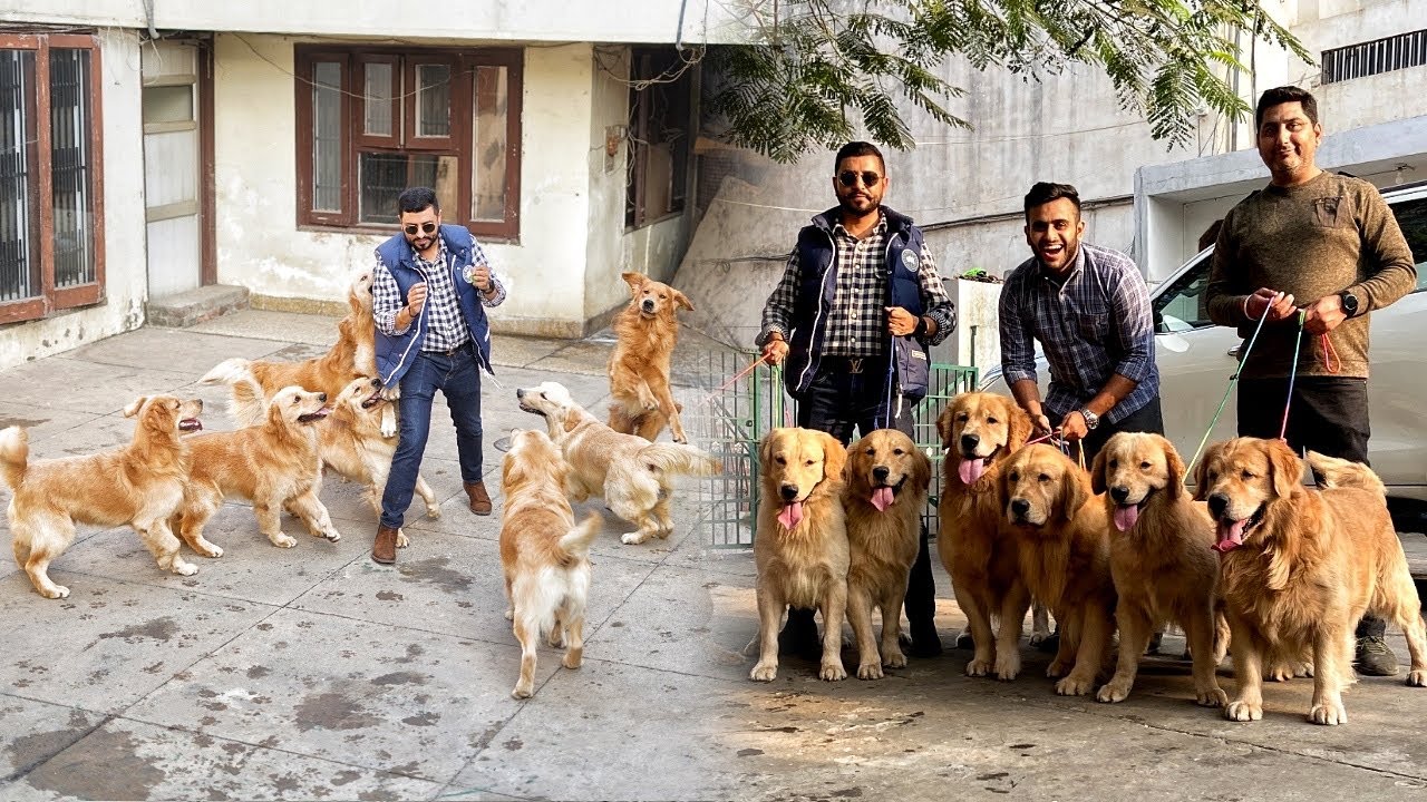 This Guy has 50+ Golden retrievers at his home😱Sunny Sekhon😍