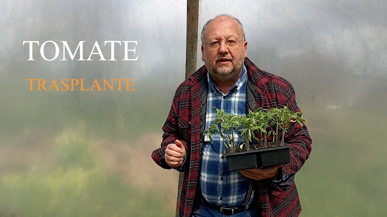 Trasplante de tomate, trucos, cultivo #tomaterosa