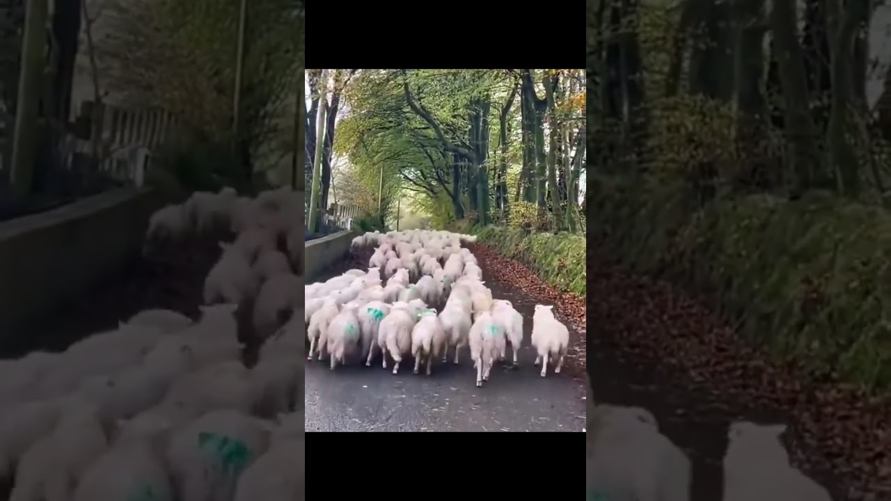 🐾🐑 Smart Border Collie Saves the Day! Herding Sheep with Speed and Skill! 🌟🚀