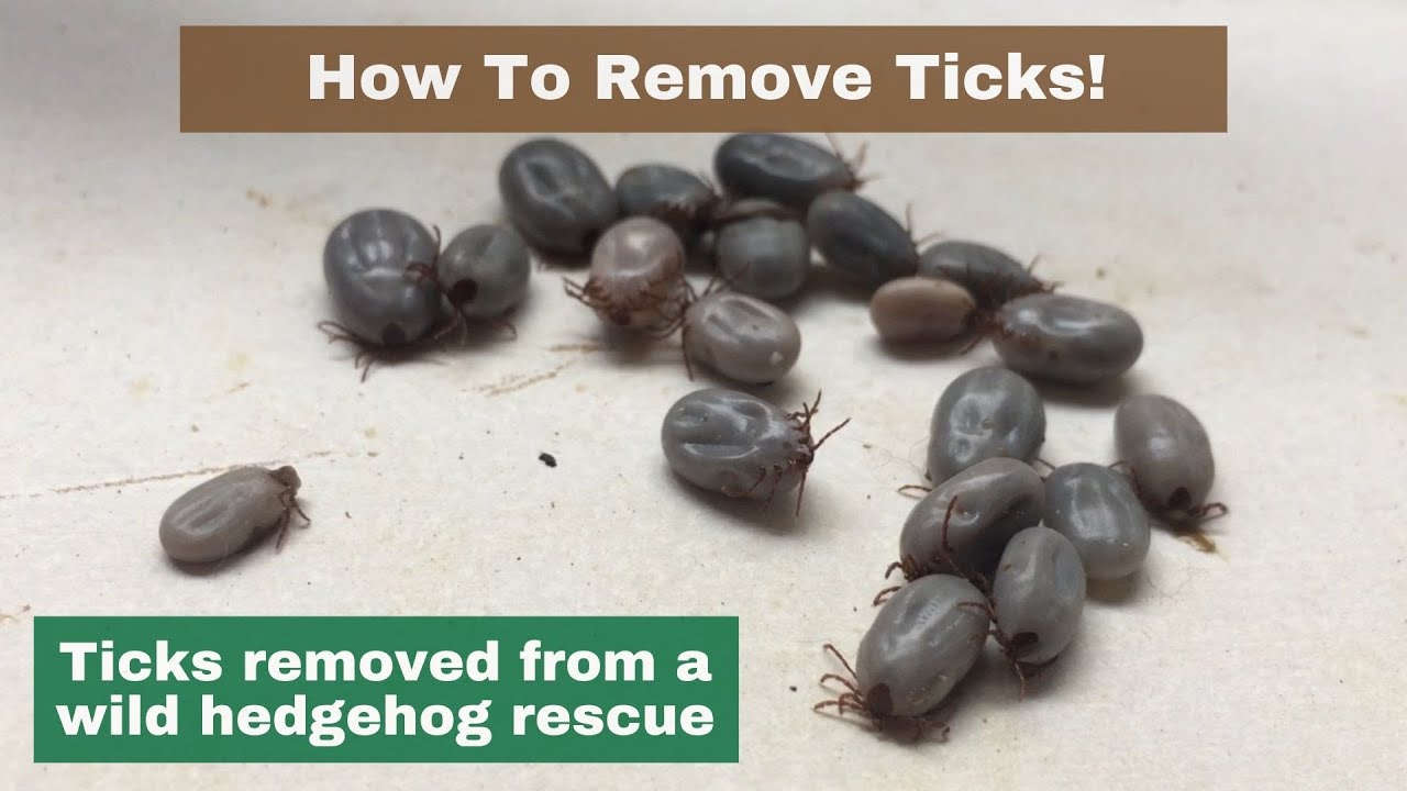 How To Remove Ticks - Loads of Nasty Ticks! - Hornbeam Wood Hedgehog Sanctuary