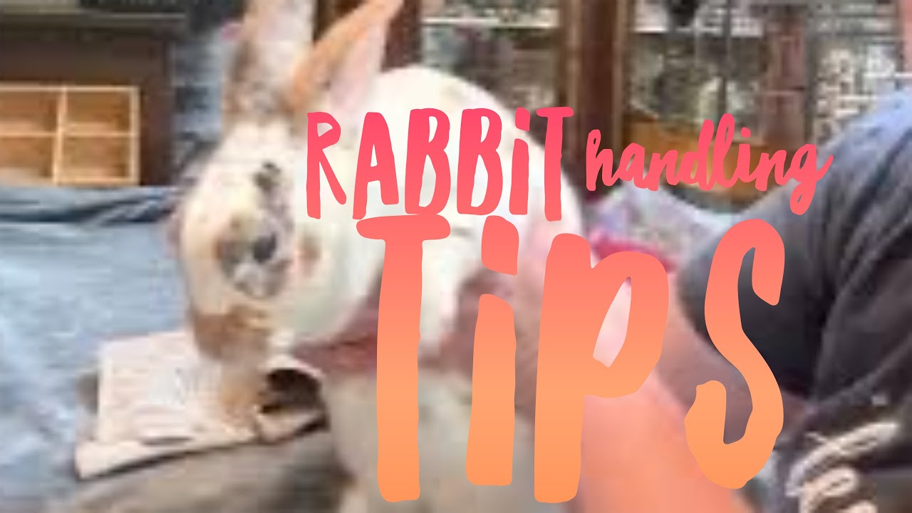 Tips and tricks for handling and caring for a mini Rex rabbit - featuring DJ Mr. Freckles 