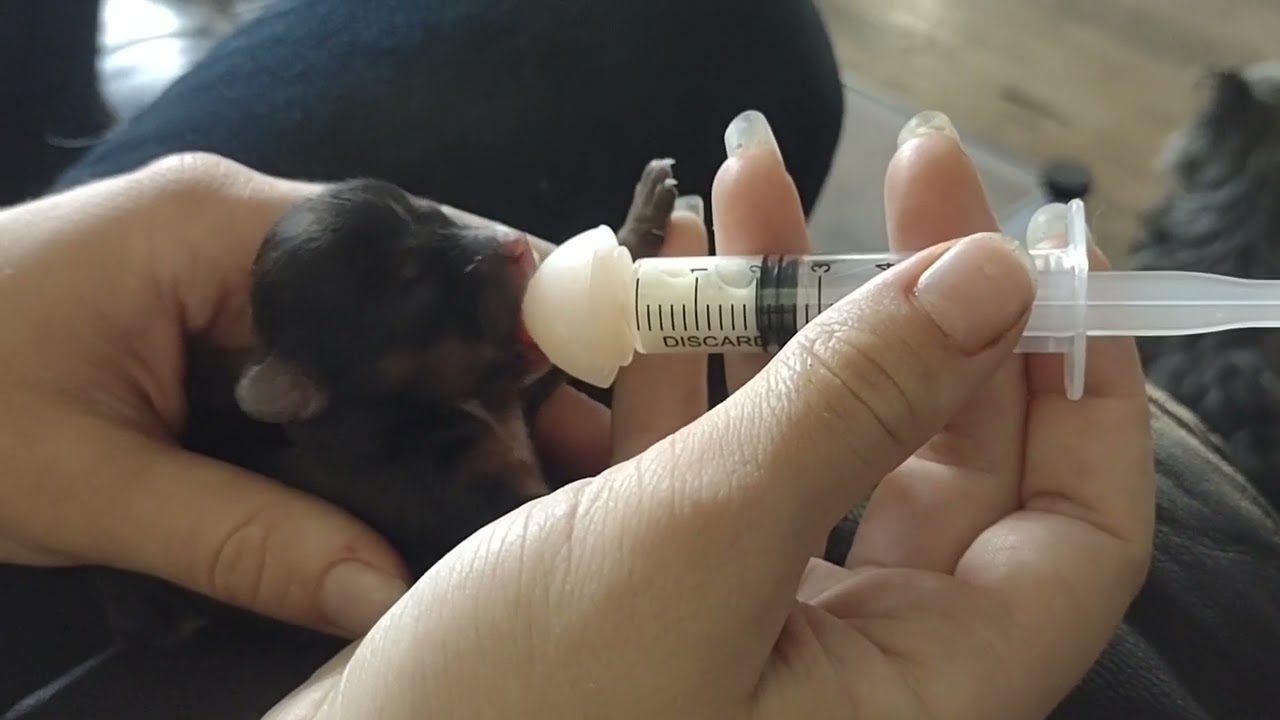 Best Tool For Bottle-Feeding Newborn Puppies