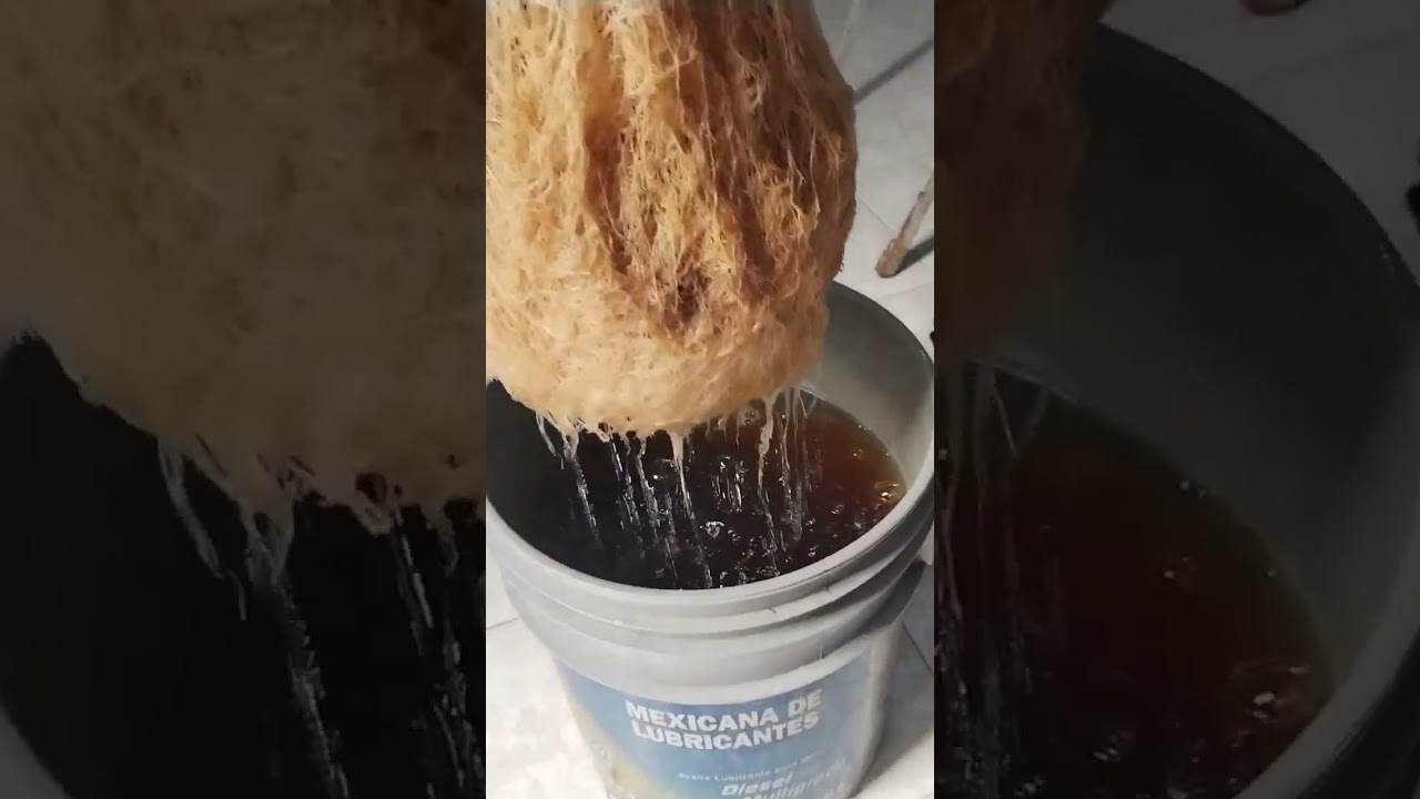 Marihuana Hidrop&oacute;nica Lavado de Ra&iacute;ces Auto Tutankamon de Pyramid Seeds, Fertilizantes General Hydro