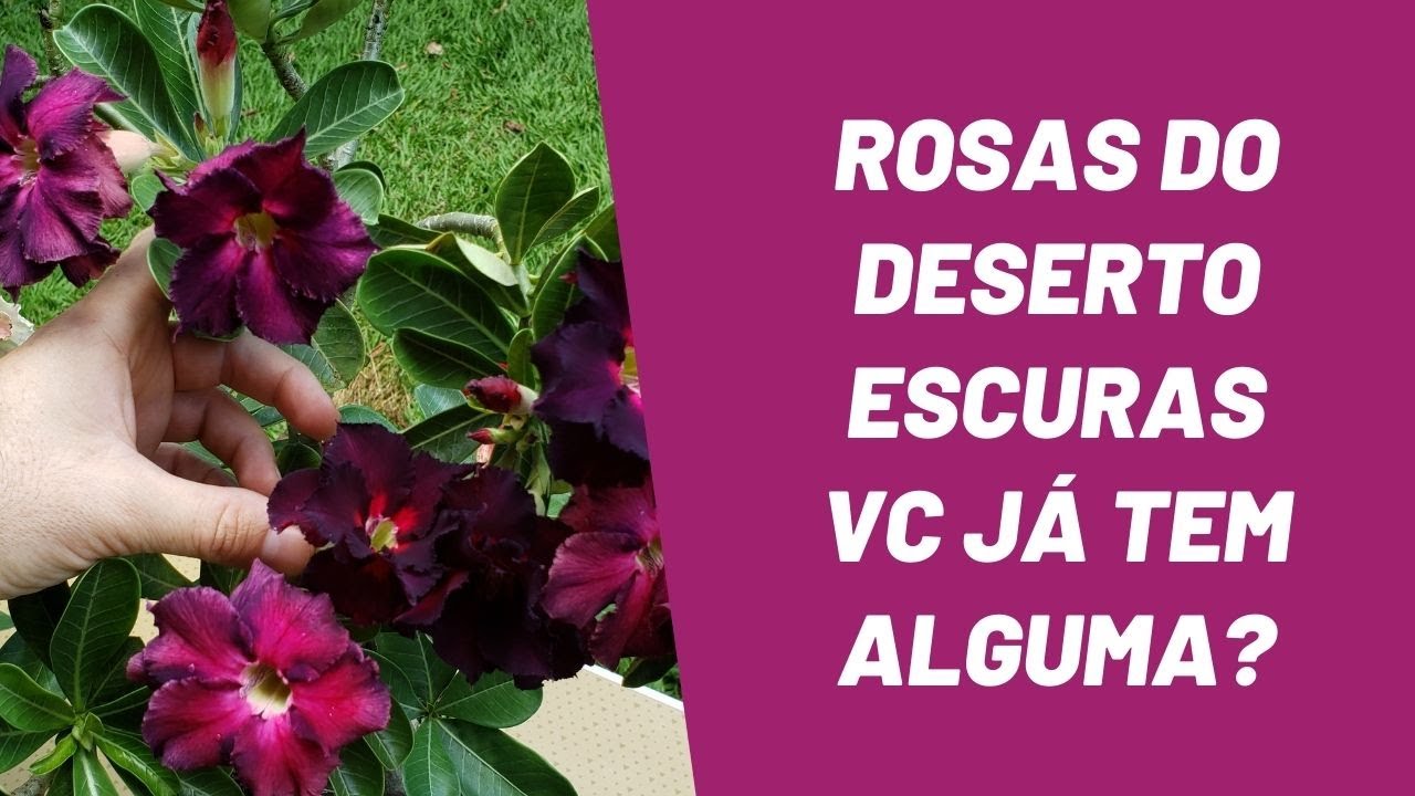 3 Rosas do Deserto Negras