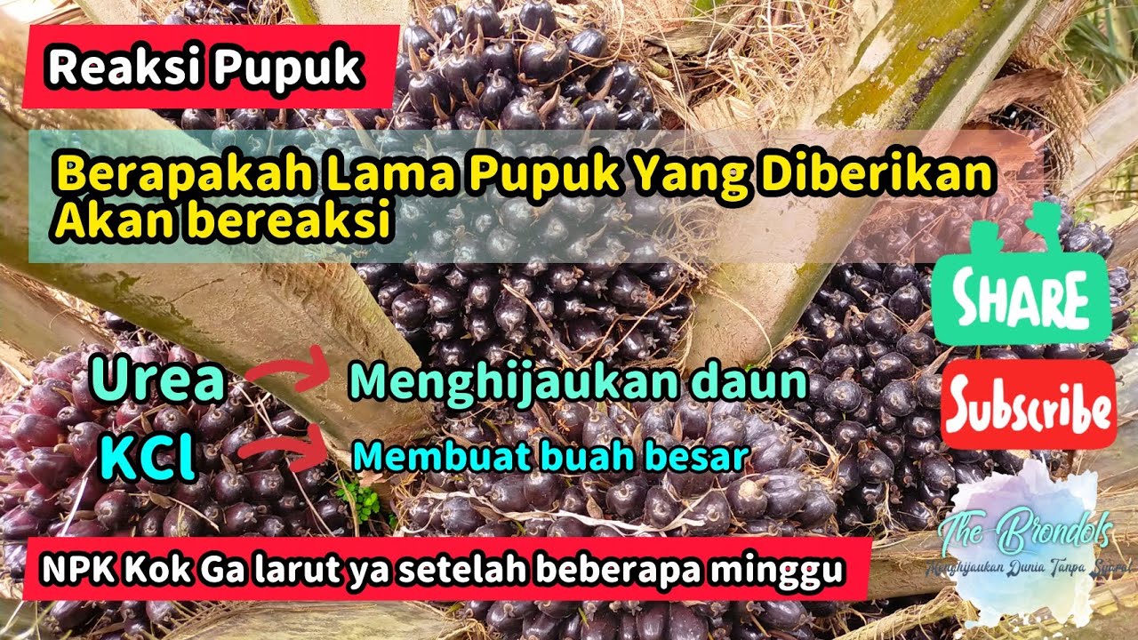 Berapakah Lama Pupuk yang Diberikan akan Bereaksi