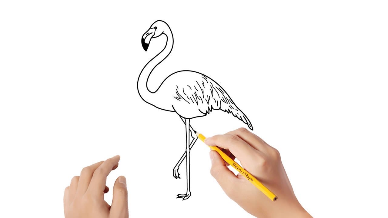 Cómo dibujar un flamenco | Dibujos sencillos