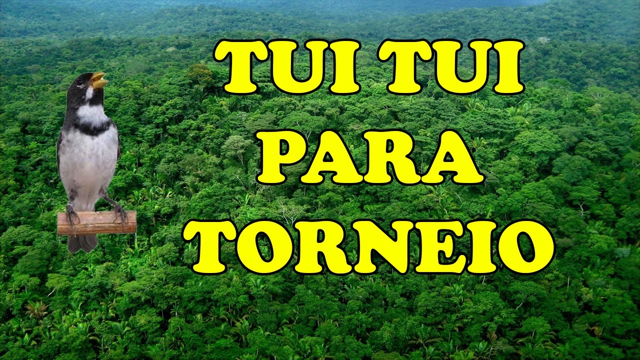 TUI TUI TORNEIO PARA TREINAMENTO DE FILHOTES