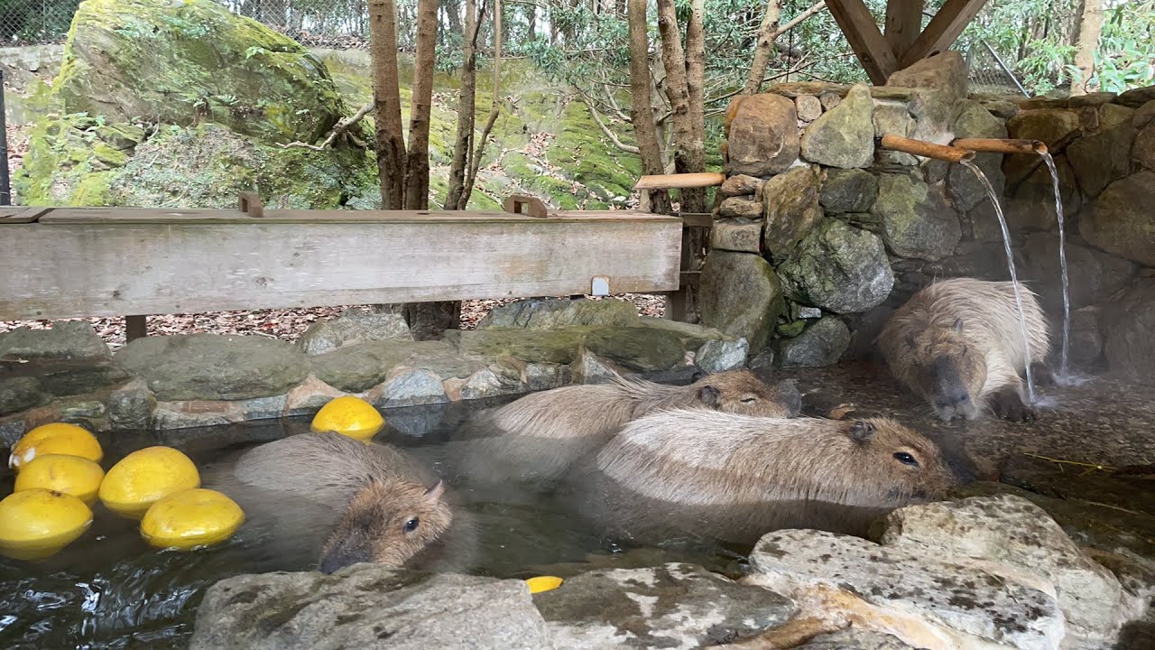 【LIVE】寒い日のカピバラ露天風呂 Capybara bath