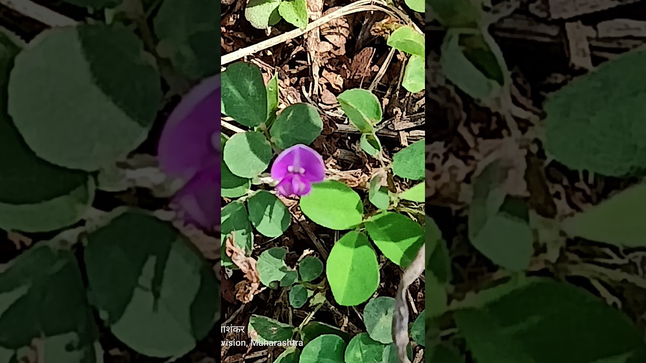 Creeping Tick Trefoil 289250700p #nature # medicinal plants