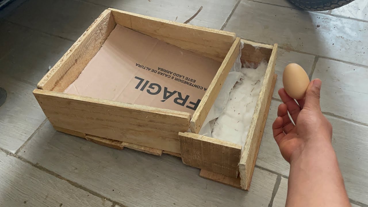 Construyendo un nido para gallinas que comen huevos