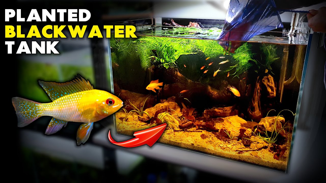 Aquascape Tutorial: GOLD RAM CICHLID Planted Blackwater Aquarium (How To Step By Step Setup Guide)