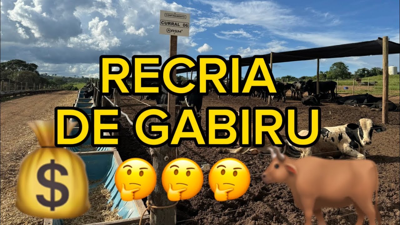 Recria de Gabiru ! Visita na Agropecuária São Matheus