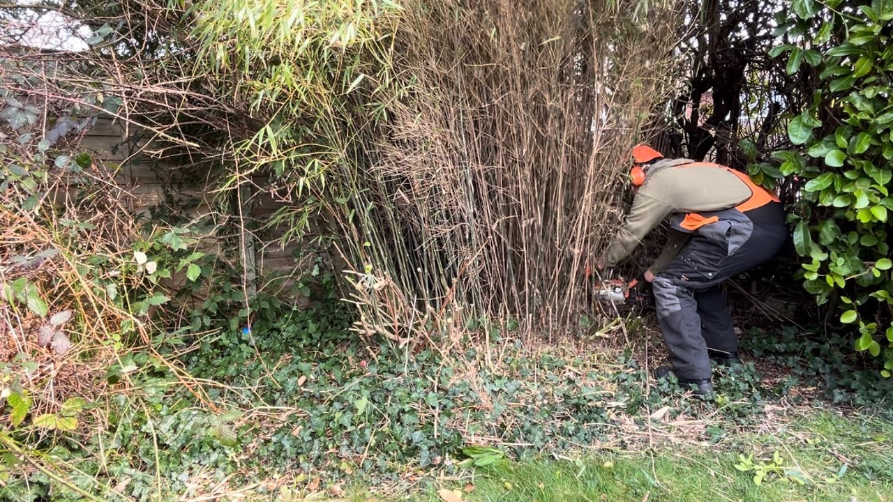 Removing an Overgrown Bamboo & Tidying up this Messy Border!😲