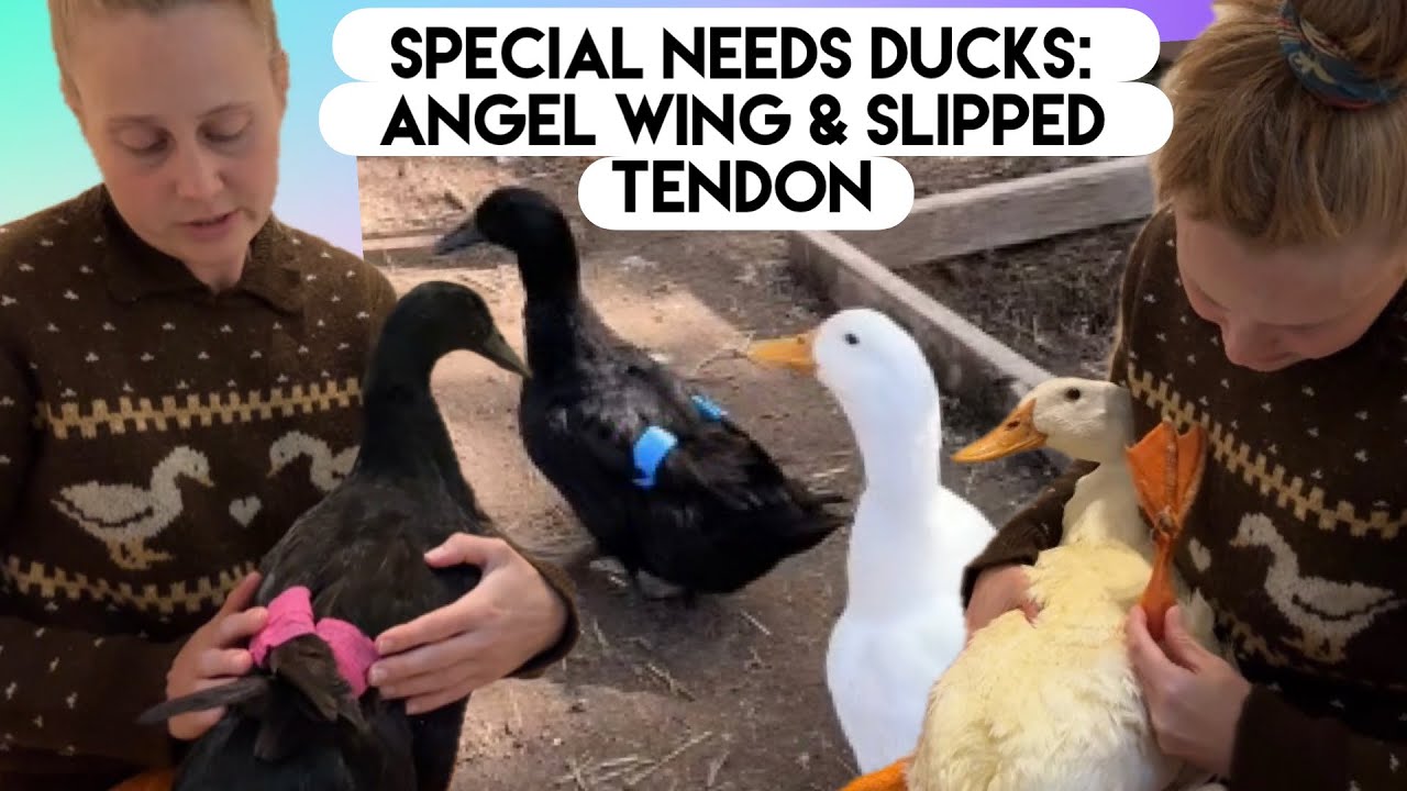 Special Needs Ducks: Angel Wing & Slipped Tendon