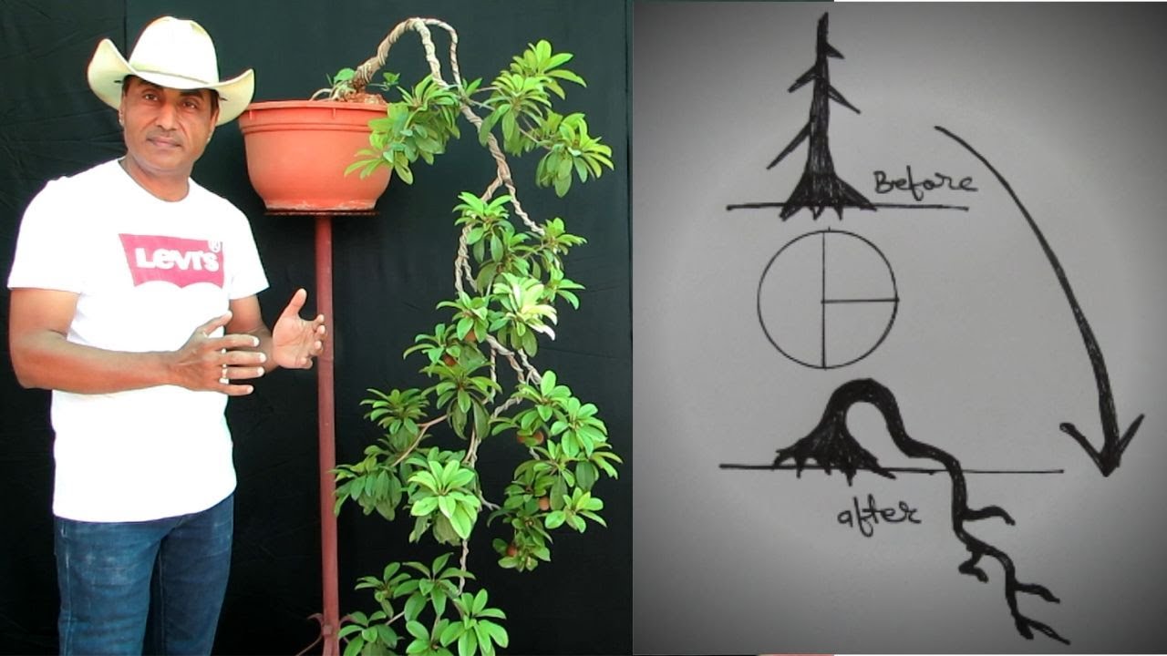 Bonsai Kengai/ Cascade