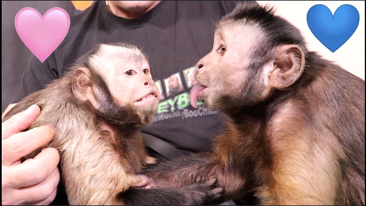 Capuchin MonkeyBoo Meets Baby MonkeyMeela For First Time!
