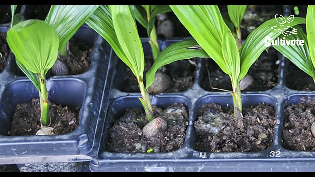 Nursery Management 🌱