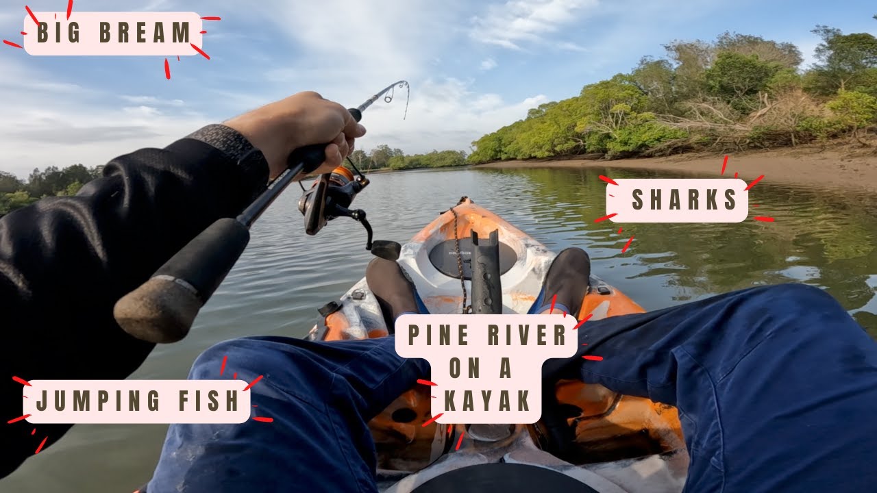 Fishing in the Pine River On Kayak! Sharks, Jumping Fish and Big Bream!