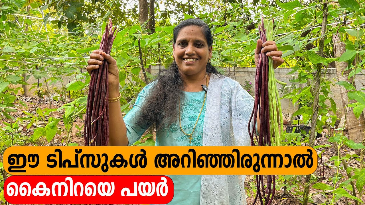 ഈ ടിപ്സുകൾ അറിഞ്ഞിരുന്നാൽ കൈനിറയെ പയർ | Payar Krishi | Mini's Lifestyle