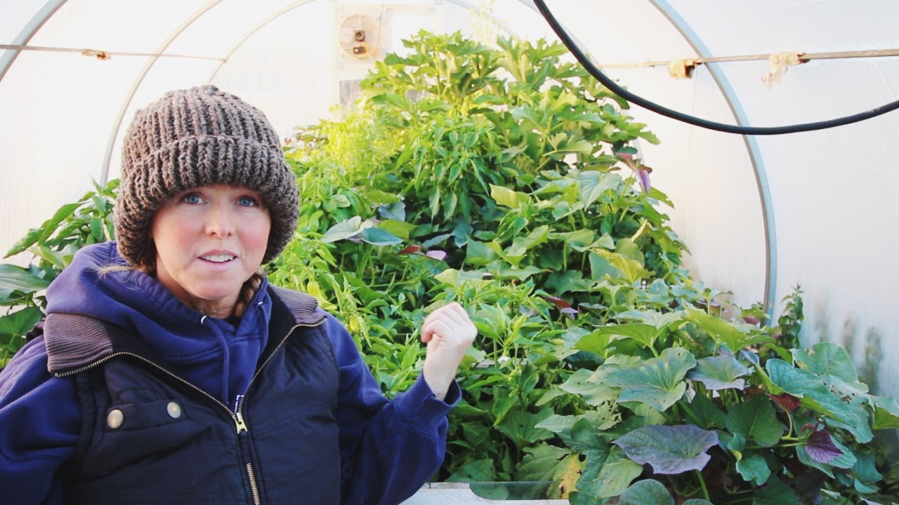 Sub-Tropical Plants Survive Freeze In Idaho Food Jungle