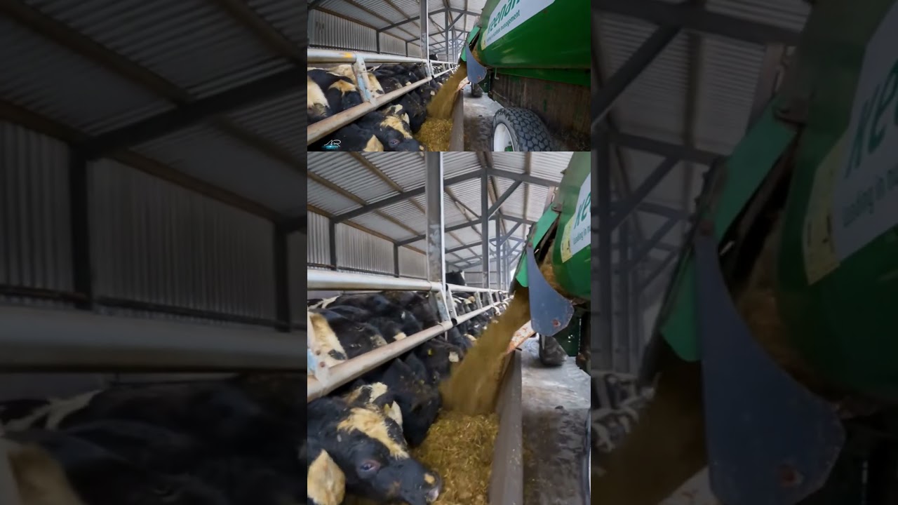Feeding the dairy beef bulls #farming #agriculture #arimagery