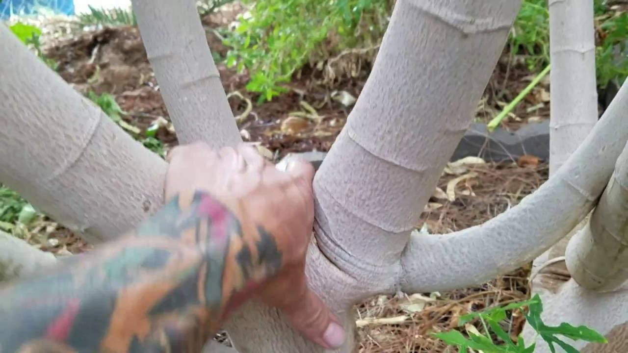 How to turn your papaya plant into an octopus! Multistemmed papaya plants!